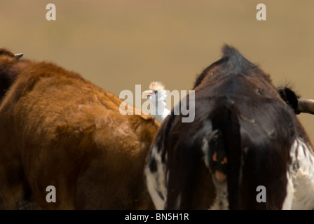 Cattle Egret standing on edge of watering trough with cattle drinking either side Stock Photo