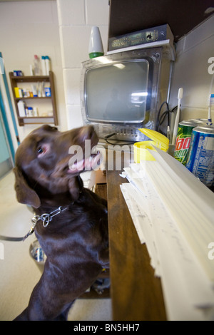 Dog in cell inside Nebraska State Penitentiary. Dogs are ran through cells at random to search for illegal drugs. Stock Photo