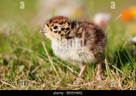 Grey Partridge; Perdix perdix; chick in meadow Stock Photo
