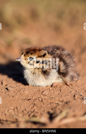Grey Partridge; Perdix perdix; chick Stock Photo