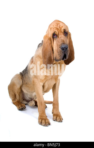 bloodhound ,also known as St. Hubert hound and Sleuth Hound isolated on a white background Stock Photo