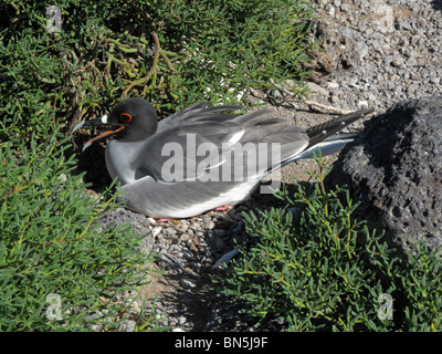 Swallow-tailed Gull, Larus furcatus on nest Stock Photo