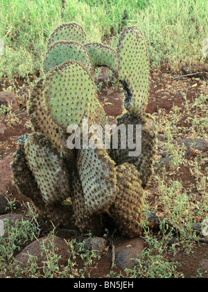 Giant Prickly Pear Cactus, Opuntia echios zanana