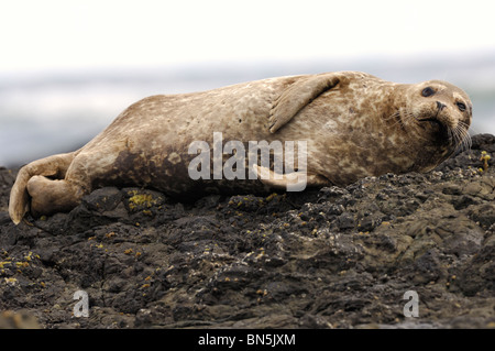 Stock photo of a California harbor seal resting on a rock. Stock Photo