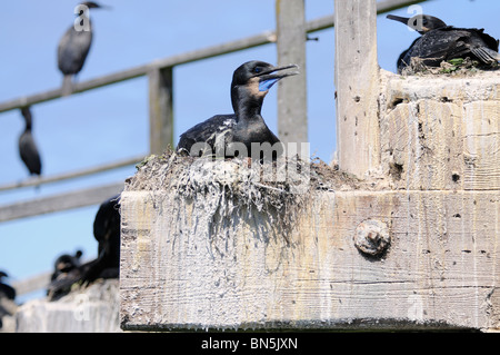 Stock photo of a brandt's cormorant sitting on a nest, Elkhorn Slough, California. Stock Photo
