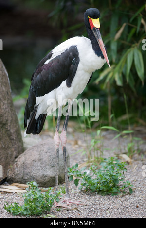 Saddle billed Stork - Ephippiorhynchus senegalensis Stock Photo