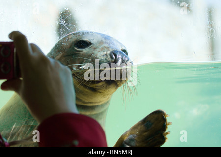 Grey Seal; Halichoerus grypus; young being photographed at the National Seal Sanctuary Stock Photo