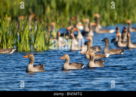 Greylag Geese; Anser anser; flock on lake; Texel; Netherlands