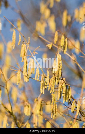Hazel; Corylus avellana; catkins Stock Photo