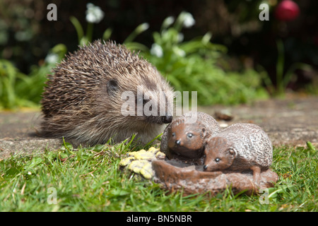 Hedgehog; Erinaceus europaeus; with garden ornament of a hedgehog Stock Photo