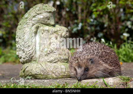 Hedgehog; Erinaceus europaeus; with garden ornament of a hedgehog Stock Photo