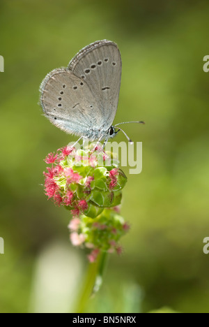 Small Blue butterfly (Cupido minimus) Stock Photo