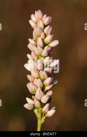 Redshank spike (Polygonum persicaria) Stock Photo