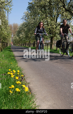 cycling along country lanes in Haspengouw Belgium Stock Photo