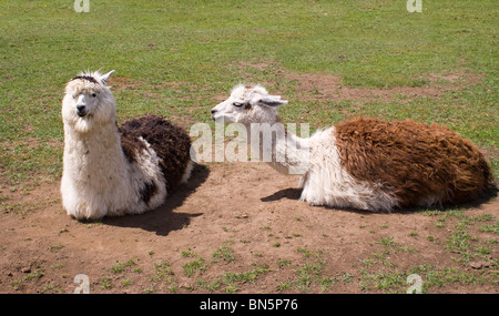 ALAPCA LLAMA ANIMAL IN A FIELD NEAR DARLINGTON UK Stock Photo