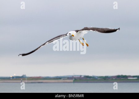 Lesser Black Backed Gull; Larus fuscus; in flight Stock Photo