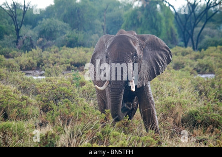 A huge African elephant standing in rain in Samburu National Reserve, Kenya Africa Stock Photo