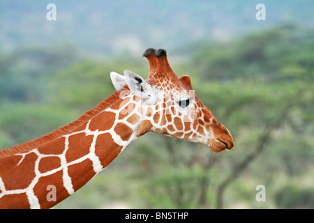 Reticulated Giraffe portrait shot. Picture taken in Samburu Game Reserve, Kenya, East Africa. Stock Photo