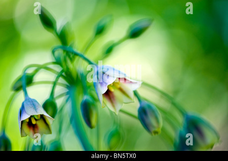 Bell-shaped flowers of Honey Garlic Stock Photo