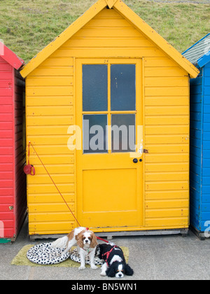 Yellow beach hut at Whitby North Yorkshire with two small spaniel dogs tied up outside Stock Photo