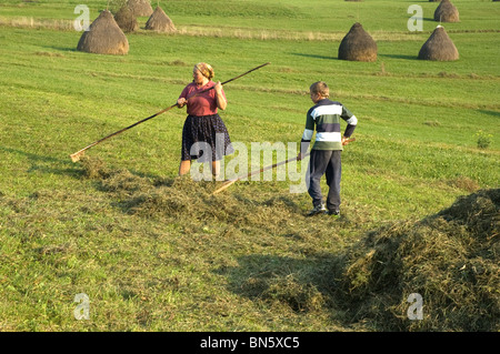 A Romanian Mother with her son Make Hay without the help of any mechanical assistance Stock Photo