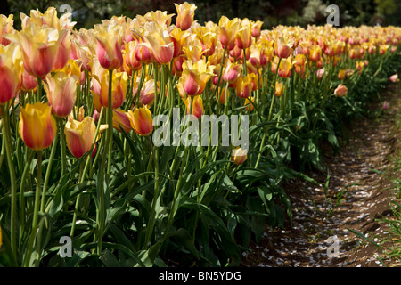 Side close-up view of multi color Blushing Beauty tulips in Holland Michigan no not people nobody isolated