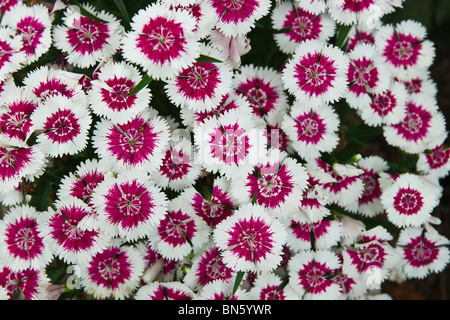 Cheddar Pink Carnations (Dianthus gratianopolitanus) blooming flowers from above nobody full frame background of flowers floral hi-res Stock Photo