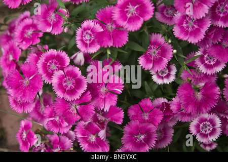 Cheddar Pink Carnations (Dianthus gratianopolitanus) blooming flowers from above nobody nobody full frame shot of flowers floral hi-res Stock Photo