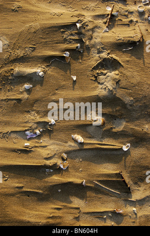 A close up of a sand texture with shells Stock Photo