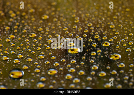 Flowers inside drops against a metallic background Stock Photo