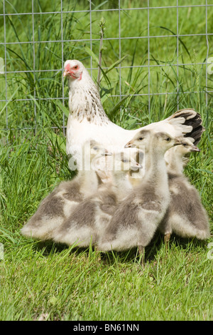 Broody Domestic Hen (Gallus gallus domestica). Foster mothering well grown Bar-headed Goose goslings (Anser indicus). Stock Photo