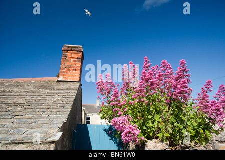 Red Valerian (Centranthus ruber) growing on a garden wall of old miners cottages in St Just, Cornwall, UK. Stock Photo