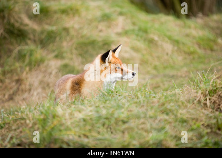 Red Fox (Vulpes vulpes). Hidden in part by a grass bank side. Watching a mobbing crow (Corvus corone), - OUT OF FRAME. Stock Photo