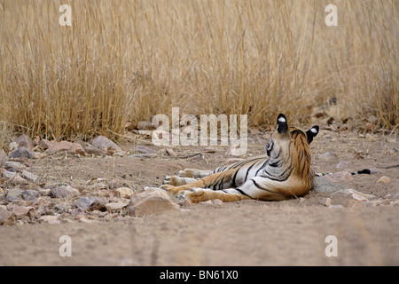 A Bengal Tiger Lying down on the jungle Dirt sand of Ranthambore Tiger Reserve, Rajasthan India. ( Panthera Tigris ) Stock Photo