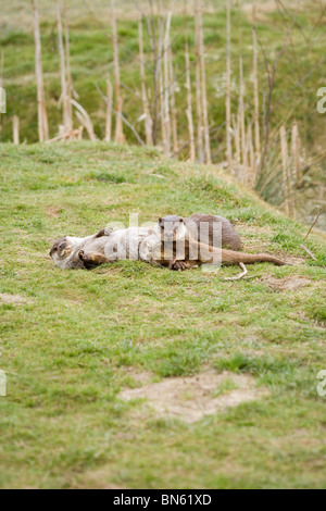 Eurasian Otters (Lutra lutra). Pair, playing and relaxing on land by dykeside.