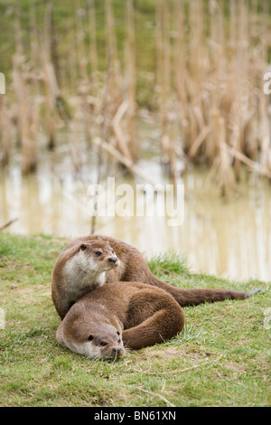 Eurasian Otter (Lutra lutra). Pair. Relaxing on bank side.