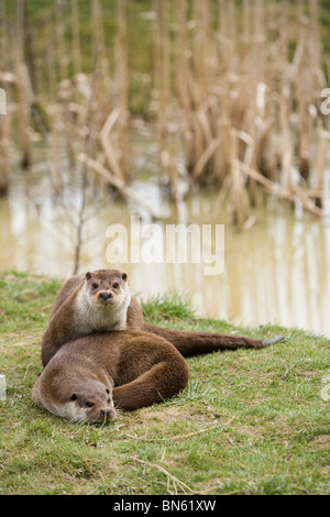 Eurasian Otter (Lutra lutra). Pair. Relaxing on bank side.