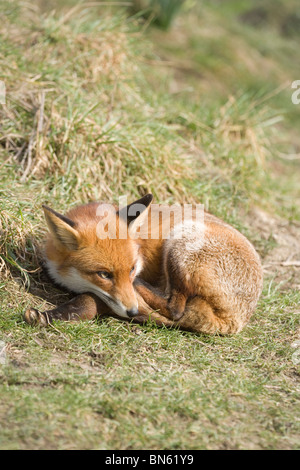 Red Fox (Vulpes vulpes). Sleeping, 'cat napping', in broad daylight in the open. Stock Photo