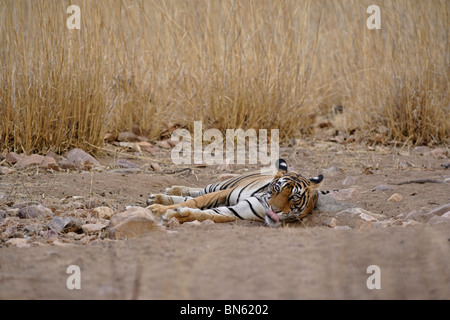 A Bengal Tiger Lying down on the jungle Dirt road of Ranthambore Tiger Reserve, Rajasthan India. ( Panthera Tigris ) Stock Photo