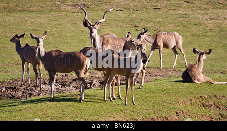 Small mixed herd of Nyala antelope (Tragelaphus angasii) Stock Photo