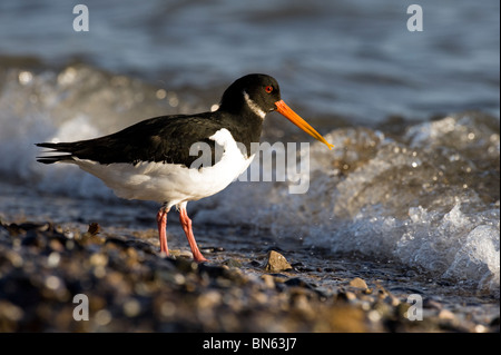 Eurasian Oystercatcher (Haematopus ostralegus) Stock Photo