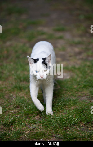Black cat walking outdoors Stock Photo - Alamy