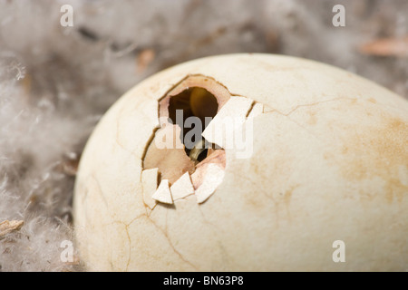 Bar-headed Goose Anser indica. Full term, 27 days, incubated egg. Gosling within breaking out of shell. Stock Photo