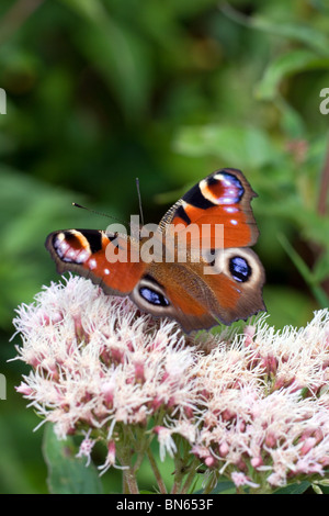 Peacock butterfly (Inachis io) UK Stock Photo