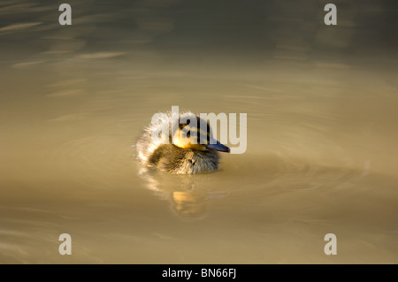 Mallard duckling (Anas platyrhynchos) Stock Photo