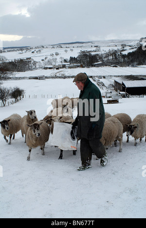 Farmer Gordon Bain feeding his 22 sheep at Lower Road Farm in Bowes, 02-02-2008. Pic by John Robertson. Stock Photo