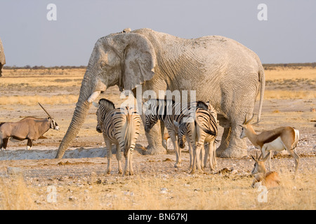 Elephant drinks at sunset at a watering hole in Etosha National Park surrounded by zebra, springbok and oryx Stock Photo