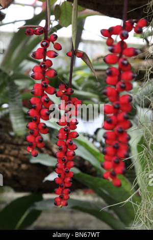 Aechmea warasii, tropical plant Stock Photo