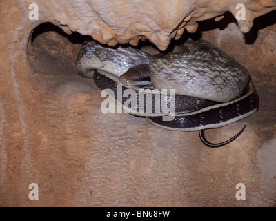 The Cave Dwelling Snake or Cave Racer inhabits limestone caves of Thailand. Stock Photo