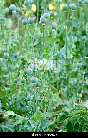 green closed poppy seed heads in a garden in the uk Stock Photo